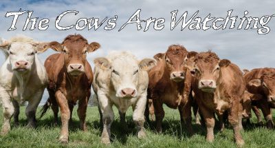 The Cows Are Watching